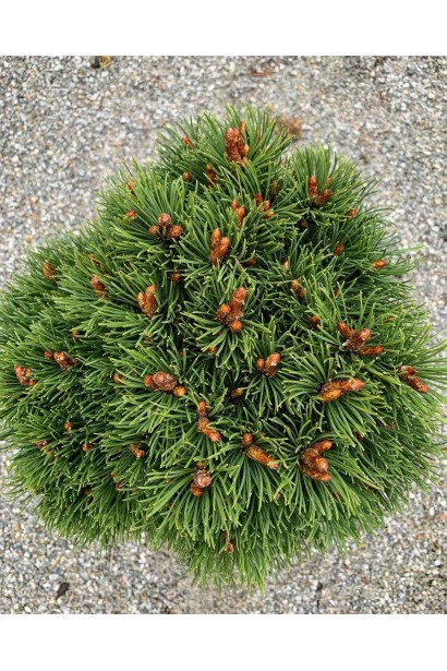 Вічнозелена сосна зі щільною хвоєю. 